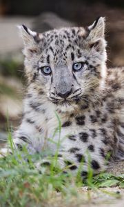 Preview wallpaper snow leopard, kitten, cub, wildlife, animal