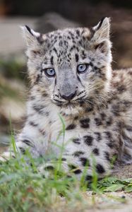 Preview wallpaper snow leopard, kitten, cub, wildlife, animal