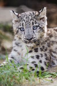 Preview wallpaper snow leopard, kitten, cub, wildlife, animal