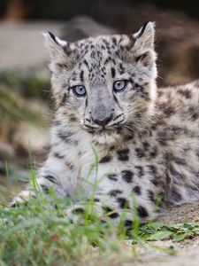 Preview wallpaper snow leopard, kitten, cub, wildlife, animal