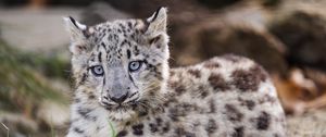 Preview wallpaper snow leopard, kitten, cub, wildlife, animal