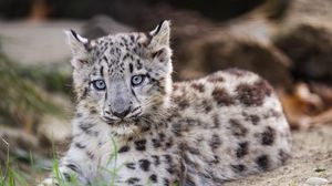 Preview wallpaper snow leopard, kitten, cub, wildlife, animal