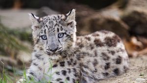 Preview wallpaper snow leopard, kitten, cub, wildlife, animal