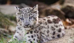 Preview wallpaper snow leopard, kitten, cub, wildlife, animal