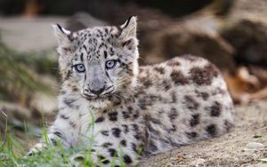 Preview wallpaper snow leopard, kitten, cub, wildlife, animal