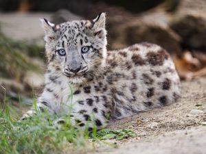 Preview wallpaper snow leopard, kitten, cub, wildlife, animal