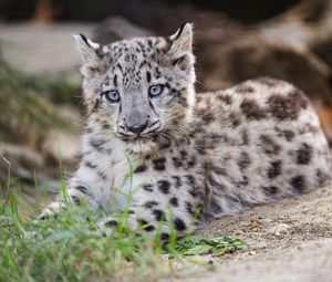 Preview wallpaper snow leopard, kitten, cub, wildlife, animal