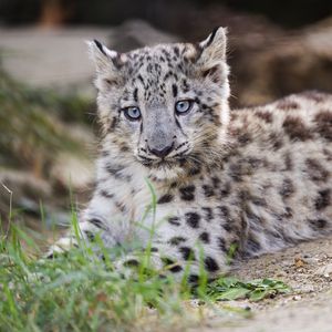 Preview wallpaper snow leopard, kitten, cub, wildlife, animal