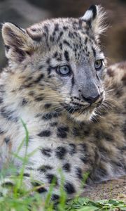 Preview wallpaper snow leopard, kitten, cub, wildlife, animal, grass