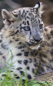 Preview wallpaper snow leopard, kitten, cub, wildlife, animal, grass