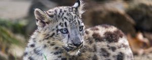 Preview wallpaper snow leopard, kitten, cub, wildlife, animal, grass