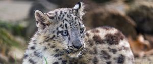 Preview wallpaper snow leopard, kitten, cub, wildlife, animal, grass