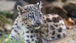 Preview wallpaper snow leopard, kitten, cub, wildlife, animal, grass