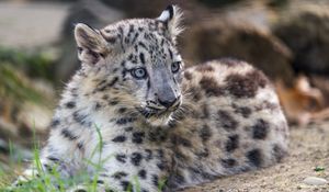 Preview wallpaper snow leopard, kitten, cub, wildlife, animal, grass