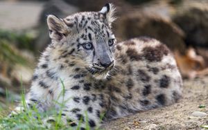 Preview wallpaper snow leopard, kitten, cub, wildlife, animal, grass