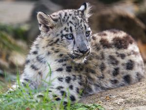 Preview wallpaper snow leopard, kitten, cub, wildlife, animal, grass