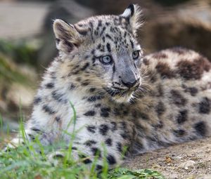 Preview wallpaper snow leopard, kitten, cub, wildlife, animal, grass