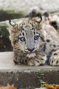 Preview wallpaper snow leopard, kitten, cub, wildlife, animal, concrete
