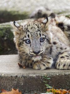 Preview wallpaper snow leopard, kitten, cub, wildlife, animal, concrete