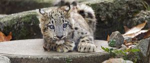 Preview wallpaper snow leopard, kitten, cub, wildlife, animal, concrete