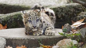 Preview wallpaper snow leopard, kitten, cub, wildlife, animal, concrete