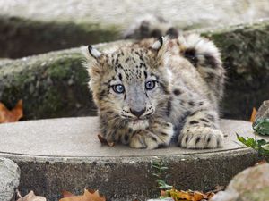 Preview wallpaper snow leopard, kitten, cub, wildlife, animal, concrete