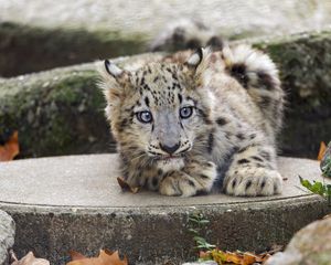 Preview wallpaper snow leopard, kitten, cub, wildlife, animal, concrete