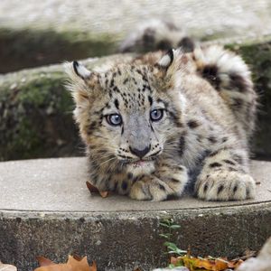 Preview wallpaper snow leopard, kitten, cub, wildlife, animal, concrete