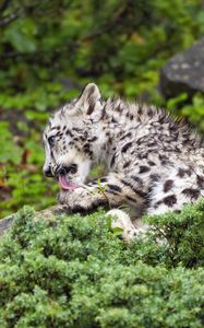 Preview wallpaper snow leopard, kitten, cub, wildlife, animal, paw