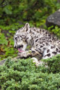 Preview wallpaper snow leopard, kitten, cub, wildlife, animal, paw