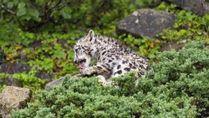 Preview wallpaper snow leopard, kitten, cub, wildlife, animal, paw