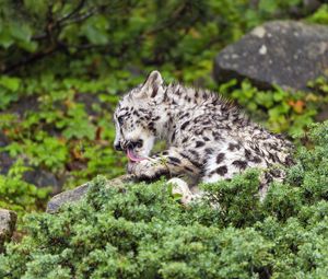 Preview wallpaper snow leopard, kitten, cub, wildlife, animal, paw