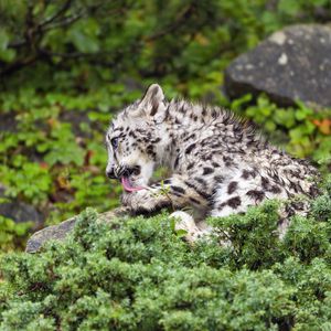 Preview wallpaper snow leopard, kitten, cub, wildlife, animal, paw