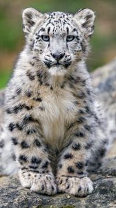 Preview wallpaper snow leopard, kitten, cub, wildlife, animal, stone