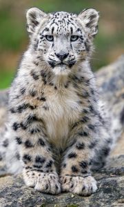 Preview wallpaper snow leopard, kitten, cub, wildlife, animal, stone