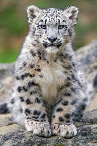 Preview wallpaper snow leopard, kitten, cub, wildlife, animal, stone