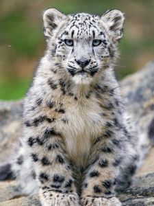 Preview wallpaper snow leopard, kitten, cub, wildlife, animal, stone