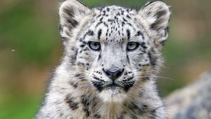 Preview wallpaper snow leopard, kitten, cub, wildlife, animal, stone