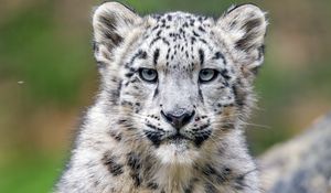 Preview wallpaper snow leopard, kitten, cub, wildlife, animal, stone