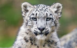 Preview wallpaper snow leopard, kitten, cub, wildlife, animal, stone