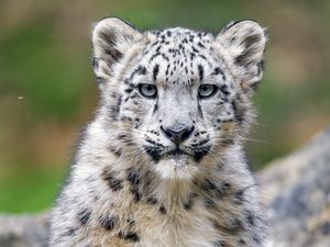 Preview wallpaper snow leopard, kitten, cub, wildlife, animal, stone
