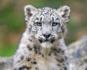 Preview wallpaper snow leopard, kitten, cub, wildlife, animal, stone