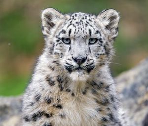 Preview wallpaper snow leopard, kitten, cub, wildlife, animal, stone