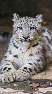 Preview wallpaper snow leopard, kitten, cub, pose, animal