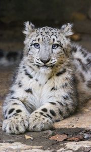 Preview wallpaper snow leopard, kitten, cub, pose, animal