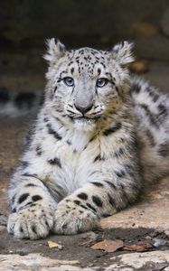 Preview wallpaper snow leopard, kitten, cub, pose, animal