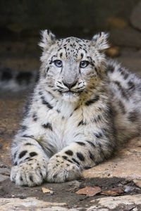 Preview wallpaper snow leopard, kitten, cub, pose, animal