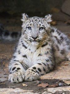 Preview wallpaper snow leopard, kitten, cub, pose, animal