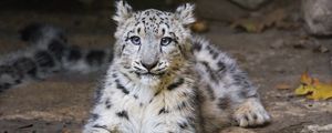 Preview wallpaper snow leopard, kitten, cub, pose, animal