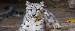 Preview wallpaper snow leopard, kitten, cub, pose, animal